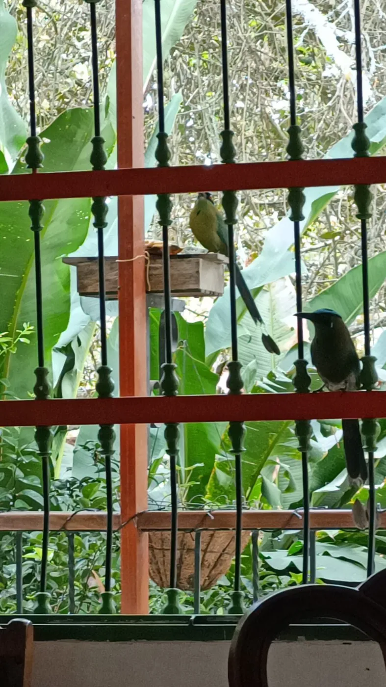 Ave en el comedero del jardín-terraza